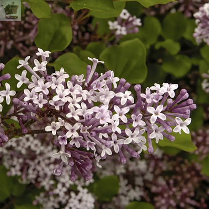 Large 80-120 cm tall Dwarf Korean Lilac Tree Syringa Palibin Standar Tree in Pot Royalcart