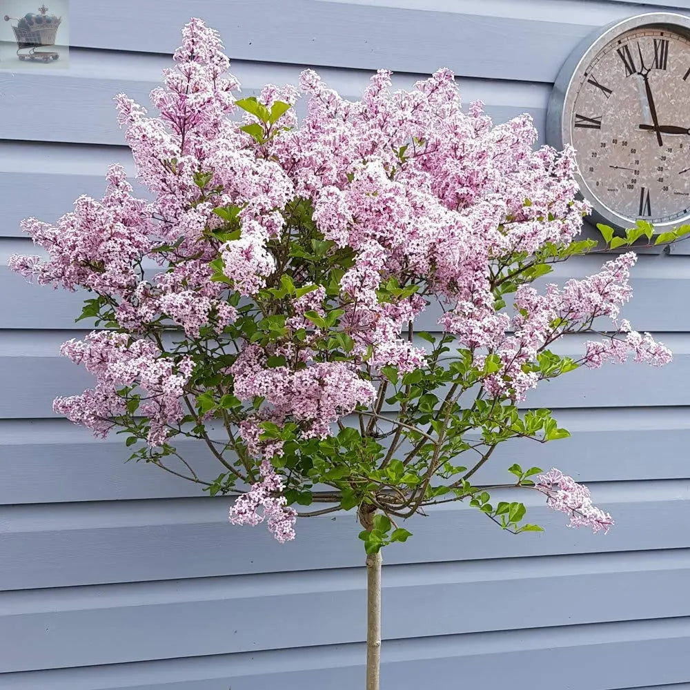 Large 80-120 cm tall Dwarf Korean Lilac Tree Syringa Palibin Standar Tree in Pot Royalcart