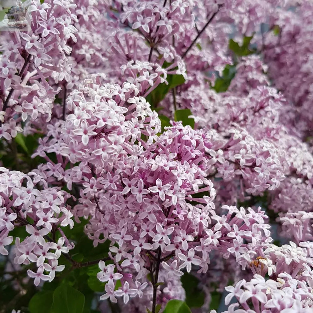 Large 80-120 cm tall Dwarf Korean Lilac Tree Syringa Palibin Standar Tree in Pot Royalcart