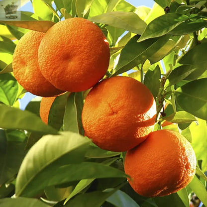 Large Orange Tree in a 1M Tall In 6L Pot Royalcart