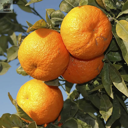 Large Orange Tree in a 1M Tall In 6L Pot Royalcart