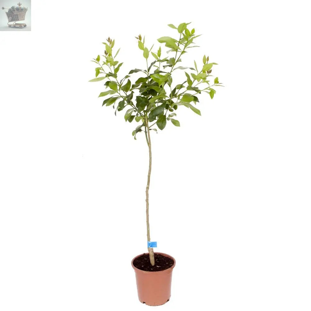 Large Orange Tree in a 1M Tall In 6L Pot Royalcart