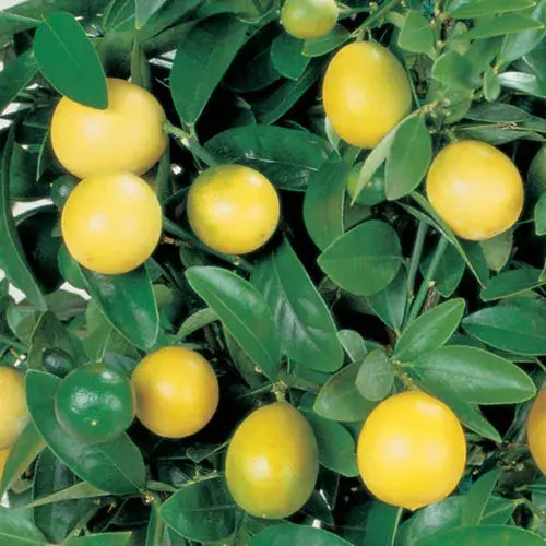 Lemon Tree Fruit Bush Citrus Plants Dwarf Citrus 3 x 9cm Pots Royalcart