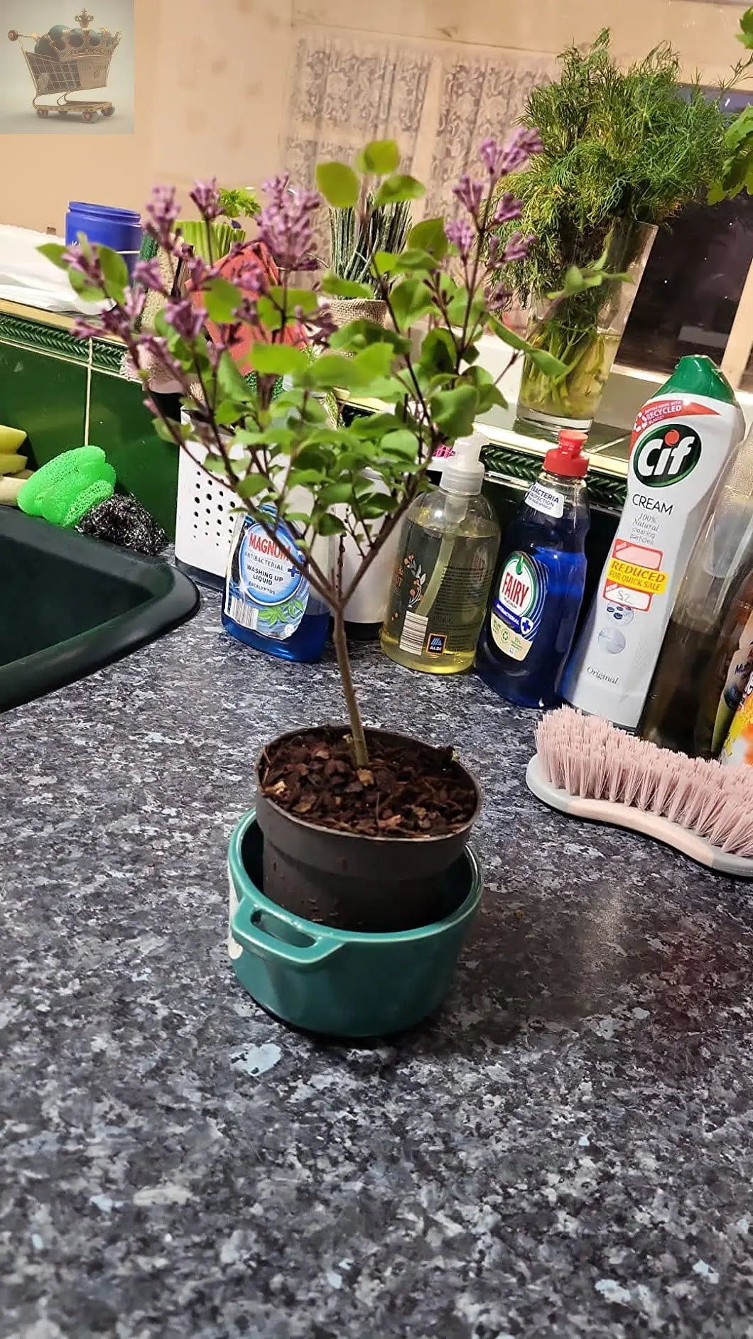 Lilac ‘Katherine Havemeyer’, Potted Garden Plants in 9cm Pot Royalcart