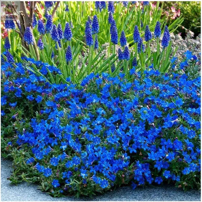 Lithodora Diffusa Heavenly Blue Low Spreading Evergreen Deep Blue Summer Flowers Gearcourt