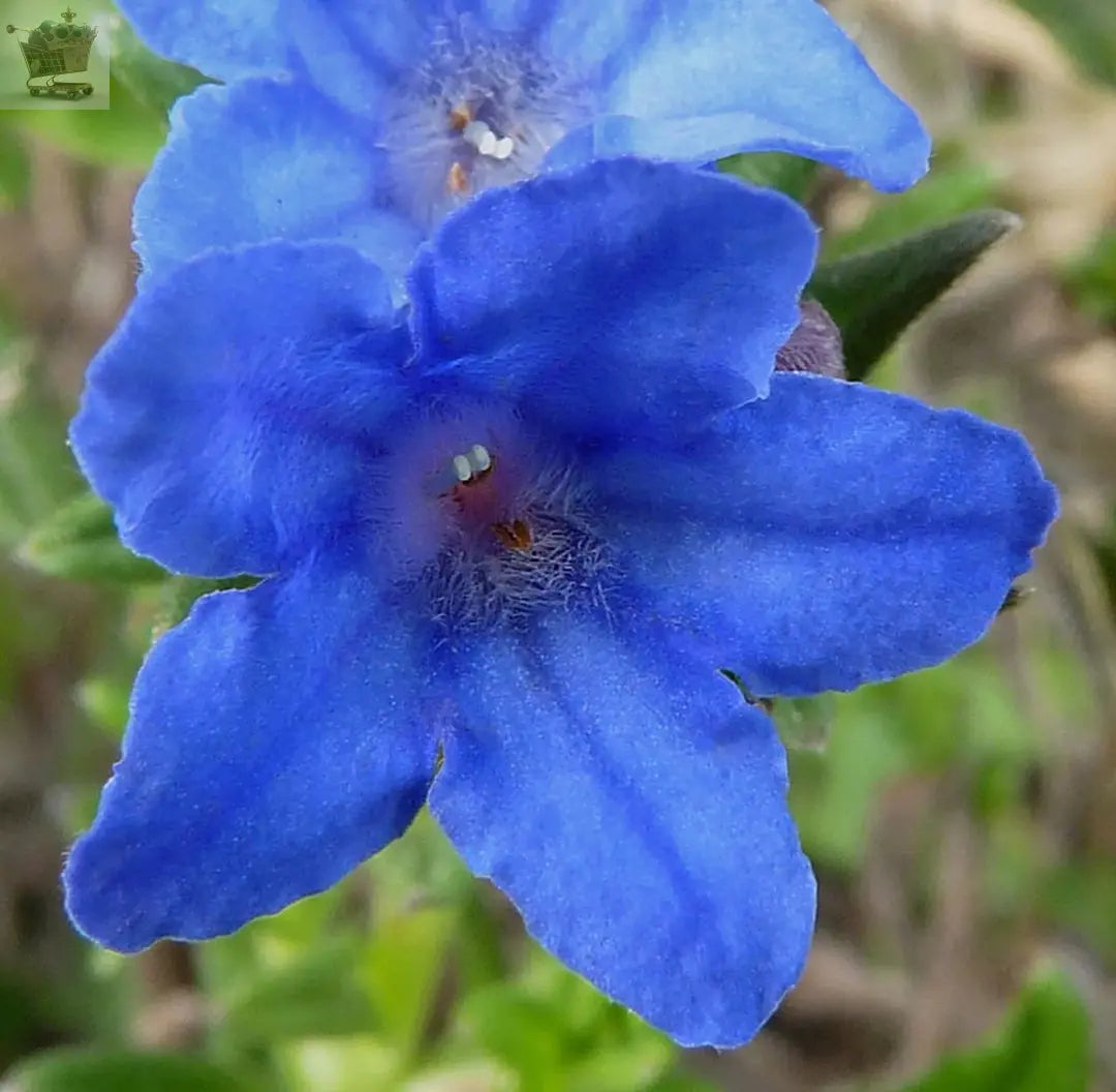 Lithodora Diffusa Heavenly Blue Low Spreading Evergreen Deep Blue Summer Flowers Gearcourt