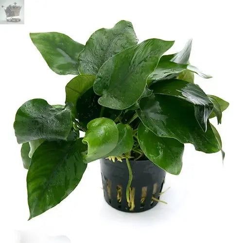 Live Aquarium Plant "Anubias nana" Royalcart