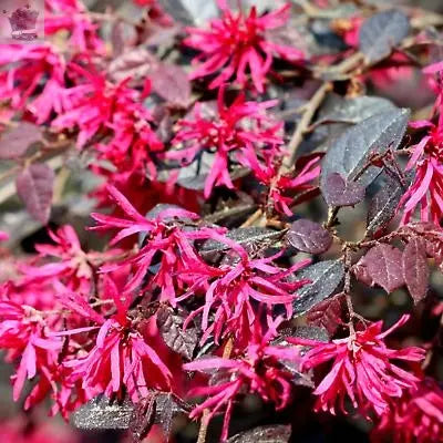 Loropetalum Plum Gorgeous Chinese Fringe Royalcart