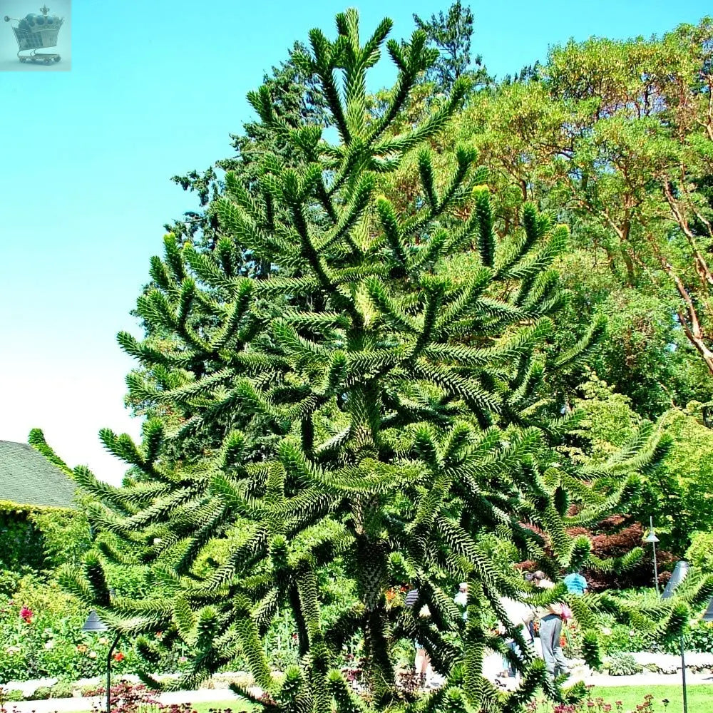 MONKEY PUZZLE TREE 3 YEARS OLD TREE IN A 13CM POT Royalcart