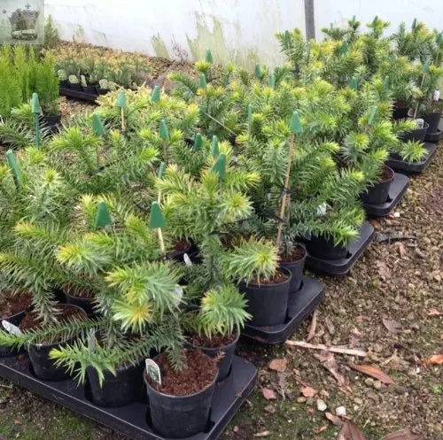 MONKEY PUZZLE TREE 3 YEARS OLD TREE IN A 13CM POT Royalcart