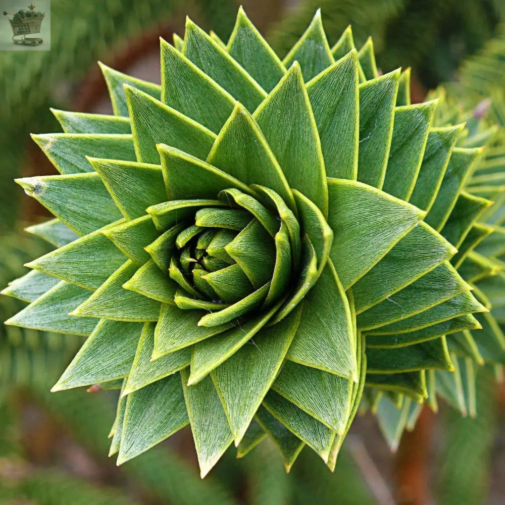 MONKEY PUZZLE TREE 3 YEARS OLD TREE IN A 13CM POT Royalcart