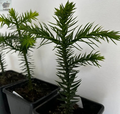 MONKEY PUZZLE TREE 3 YEARS OLD TREE IN A 13CM POT Royalcart