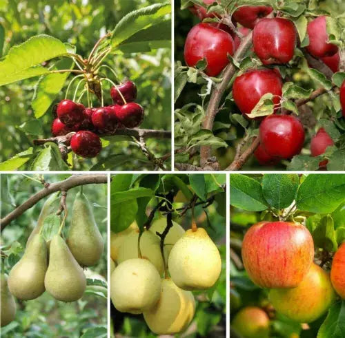 Mini Fruit Tree Patio Garden Plant Apples Pears Cherries Plums 9cm Potted Royalcart