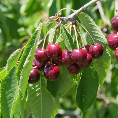 Mini Fruit Tree Patio Garden Plant Apples Pears Cherries Plums 9cm Potted Royalcart