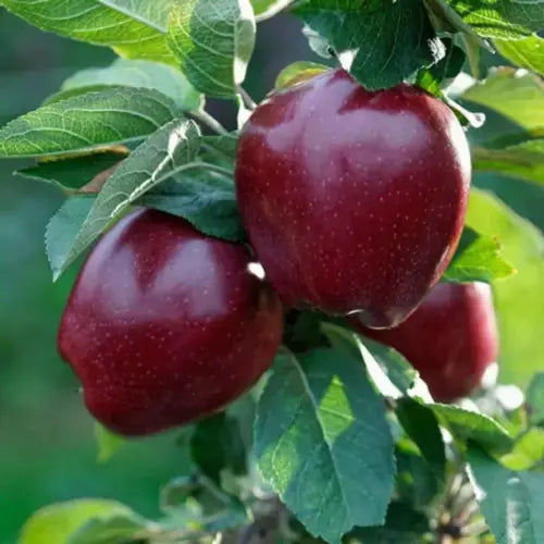 Mini Fruit Tree Patio Garden Plant Apples Pears Cherries Plums 9cm Potted Royalcart