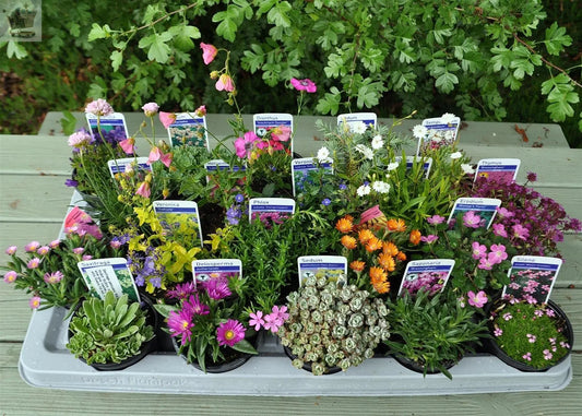 Mixed Rockery Alpine Collection - Colourful Outdoor Potted Perennial Hardy Plant Mix Royalcart