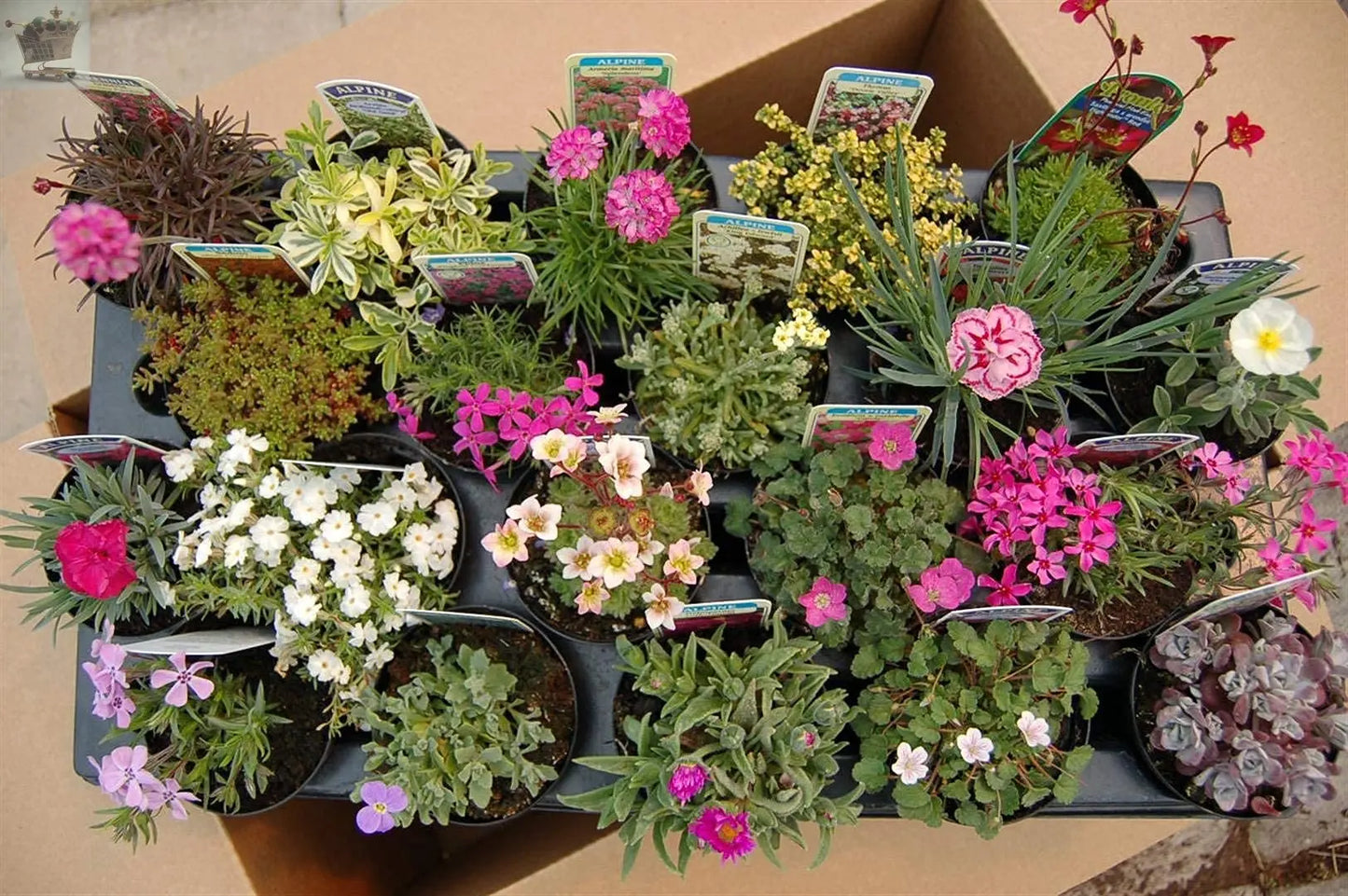 Mixed Rockery Alpine Collection - Colourful Outdoor Potted Perennial Hardy Plant Mix Royalcart