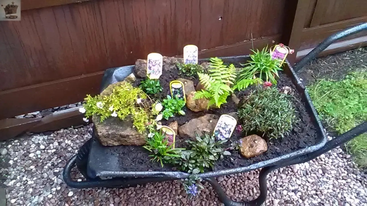 Mixed Rockery Alpine Collection - Colourful Outdoor Potted Perennial Hardy Plant Mix Royalcart