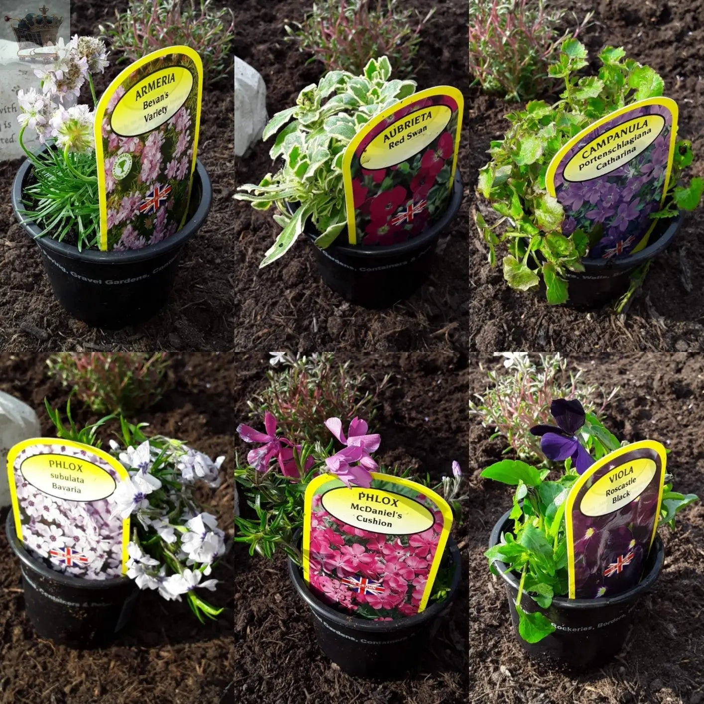 Mixed Rockery Alpine Collection - Colourful Outdoor Potted Perennial Hardy Plant Mix Royalcart