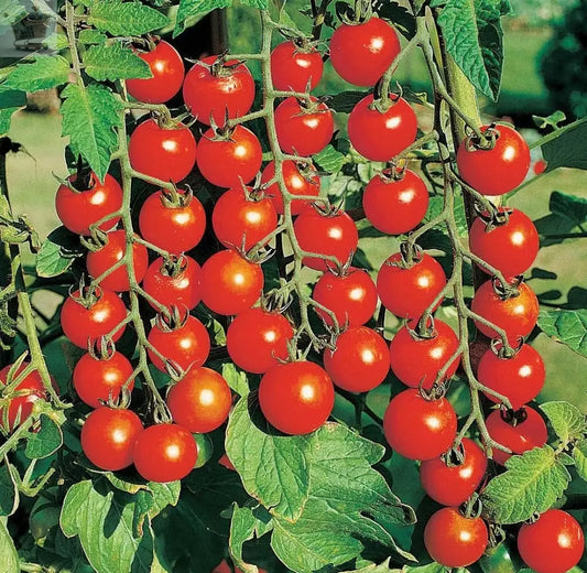 Moneymaker Cherry Tomato-  ~50 Viable Seeds - Sweet and Juicy - FREE POSTAGE Royalcart