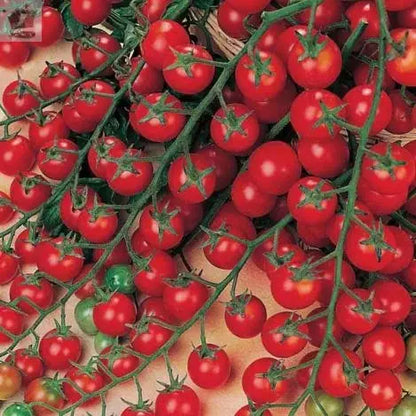 Moneymaker Cherry Tomato-  ~50 Viable Seeds - Sweet and Juicy - FREE POSTAGE Royalcart