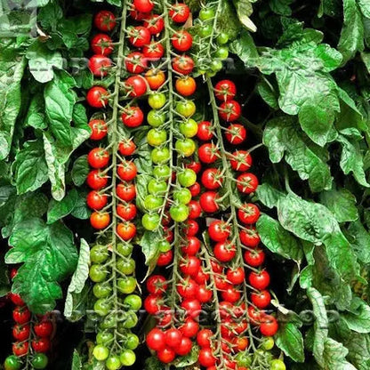 Moneymaker Cherry Tomato-  ~50 Viable Seeds - Sweet and Juicy - FREE POSTAGE Royalcart
