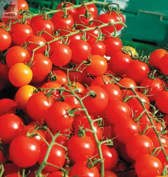 Moneymaker Cherry Tomato-  ~50 Viable Seeds - Sweet and Juicy - FREE POSTAGE Royalcart