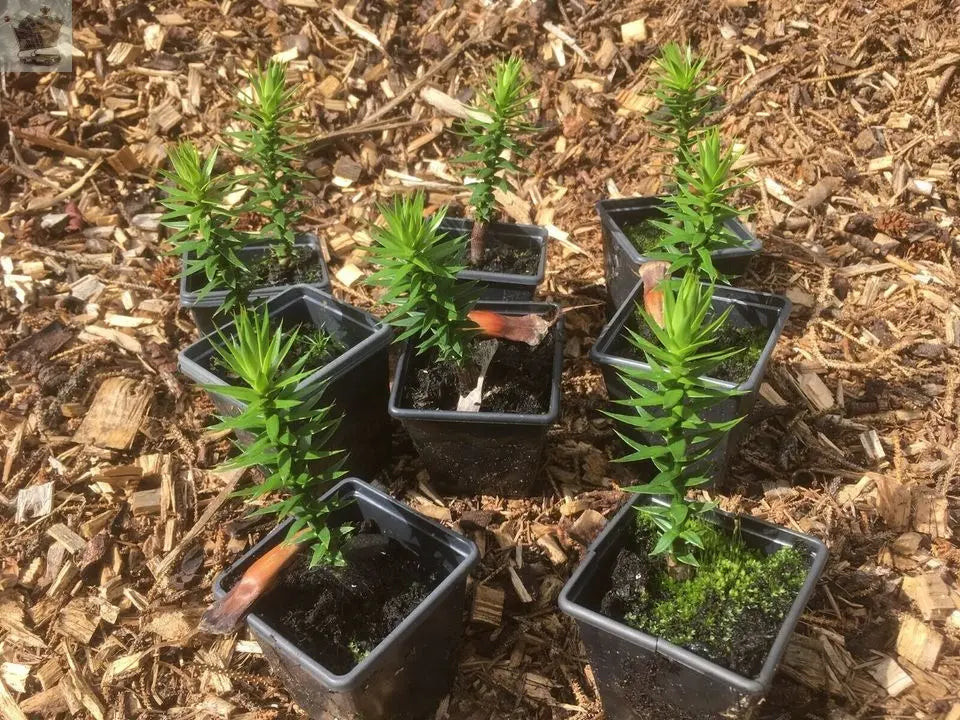 Monkey Puzzle Tree Seedlings Collection, Single Plant Royalcart