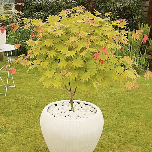 'Moonrise' Japanese Maple in a 3L pot Royalcart