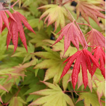 'Moonrise' Japanese Maple in a 3L pot Royalcart