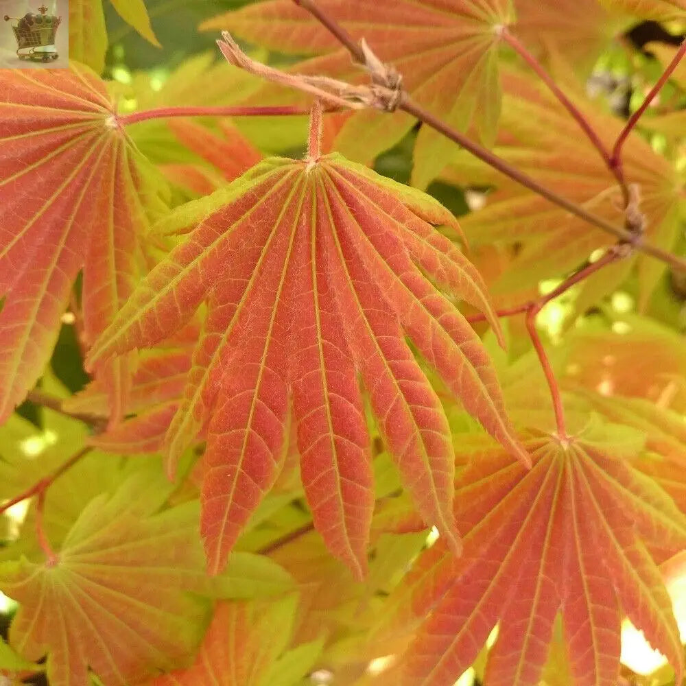 'Moonrise' Japanese Maple in a 3L pot Royalcart