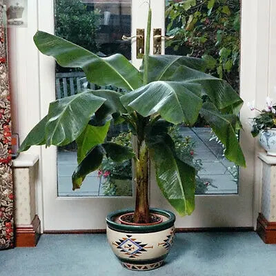 Musa basjoo (Japanese banana) Plant 30cm Tall Exotic Patio Plants Established Royalcart