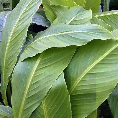 Musa basjoo (Japanese banana) Plant 30cm Tall Exotic Patio Plants Established Royalcart