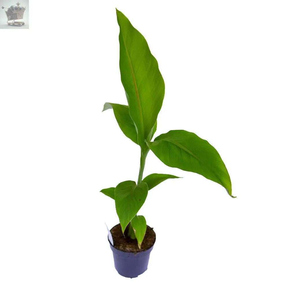 Musa basjoo (Japanese banana) Plant 30cm Tall Exotic Patio Plants Established Royalcart