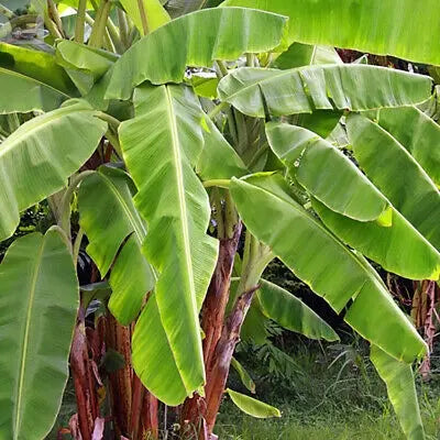 Musa basjoo (Japanese banana) Plant 30cm Tall Exotic Patio Plants Established Royalcart