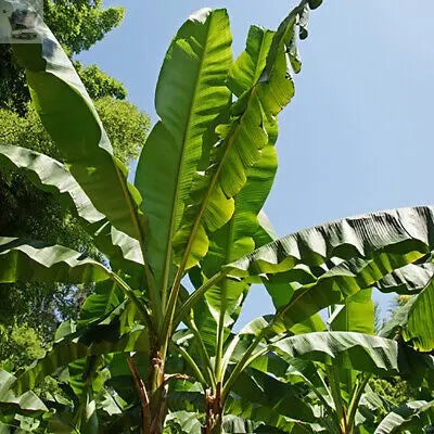 Musa basjoo (Japanese banana) Plant 30cm Tall Exotic Patio Plants Established Royalcart