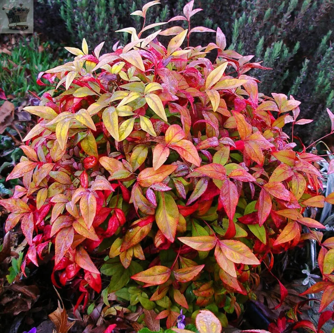 Nandina domestica Woods Dwarf - Sacred Bamboo - plant in 9 cm pot - Royalcart