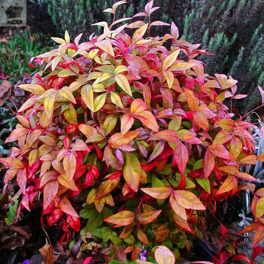 Nandina domestica Woods Dwarf - Sacred Bamboo - plant in 9 cm pot - Royalcart