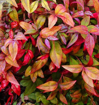 Nandina domestica Woods Dwarf - Sacred Bamboo - plant in 9 cm pot - Royalcart