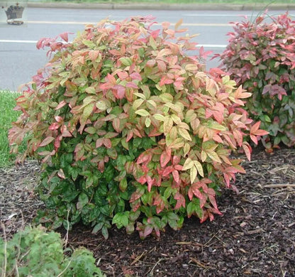 Nandina domestica Woods Dwarf - Sacred Bamboo - plant in 9 cm pot - Royalcart