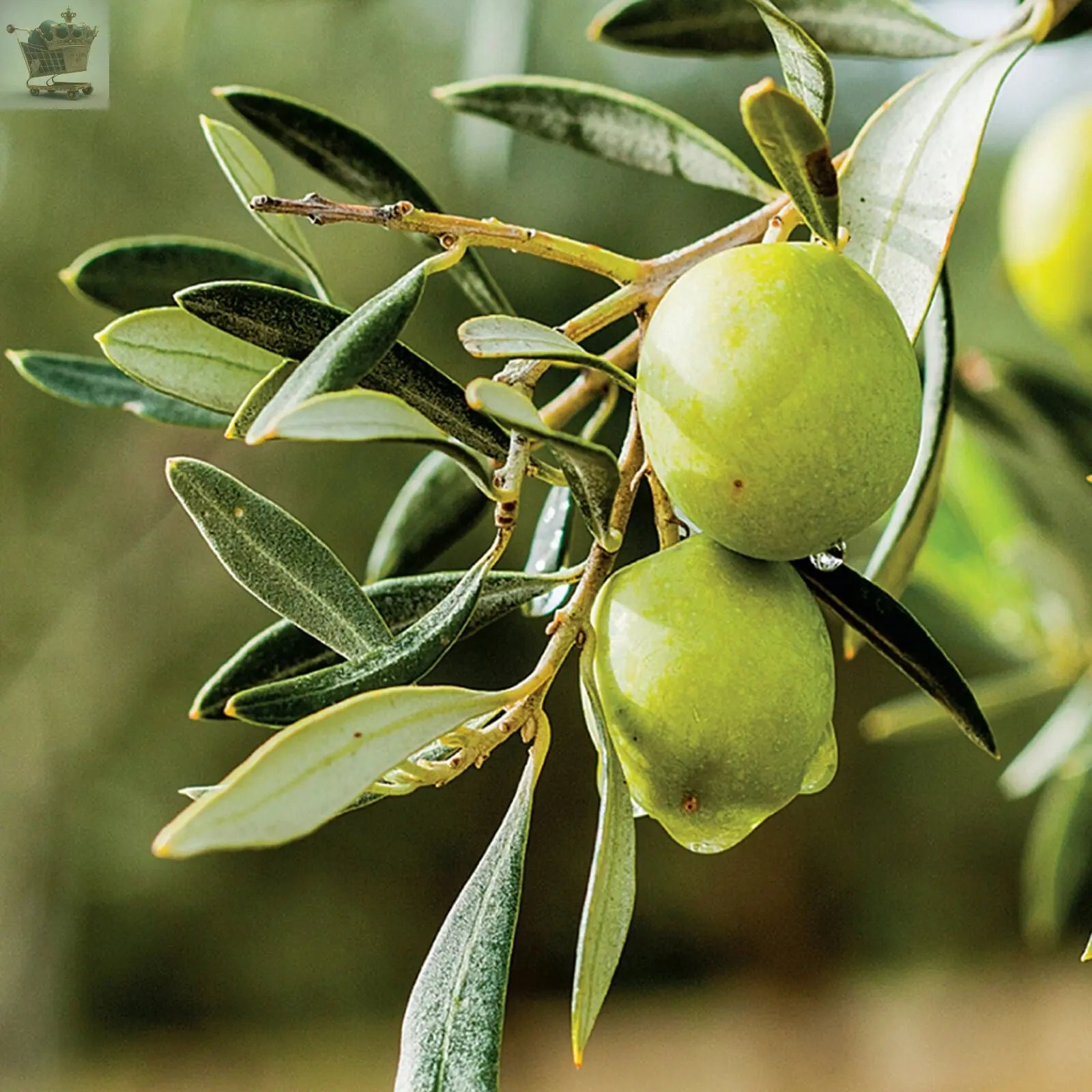 Olive 'Olea Europa' Tree | Hardy Ornamental Potted Trees for Small Gardens 2-3ft Royalcart