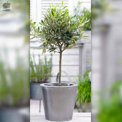 Olive 'Olea Europa' Tree | Hardy Ornamental Potted Trees for Small Gardens 2-3ft Royalcart