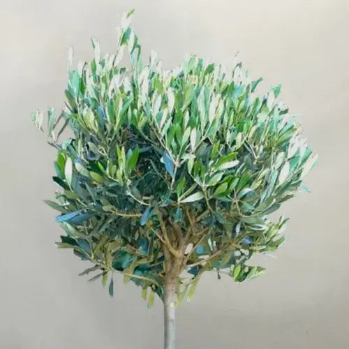 Olive 'Olea Europa' Tree | Hardy Ornamental Potted Trees for Small Gardens 2-3ft Royalcart