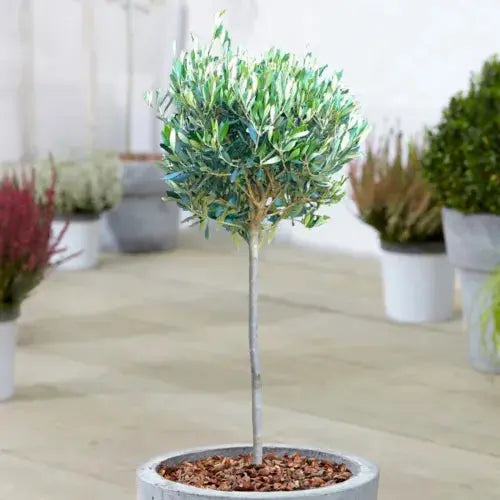 Olive 'Olea Europa' Tree | Hardy Ornamental Potted Trees for Small Gardens 2-3ft Royalcart