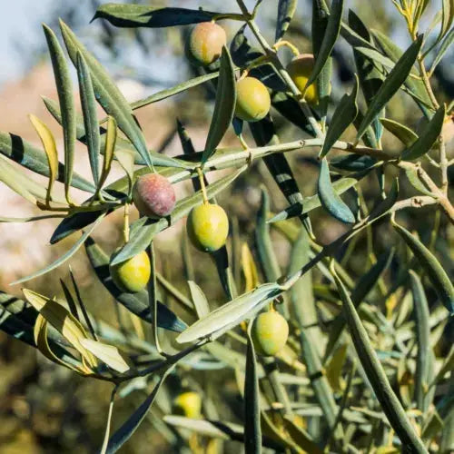 Olive 'Olea Europa' Tree | Hardy Ornamental Potted Trees for Small Gardens 2-3ft Royalcart