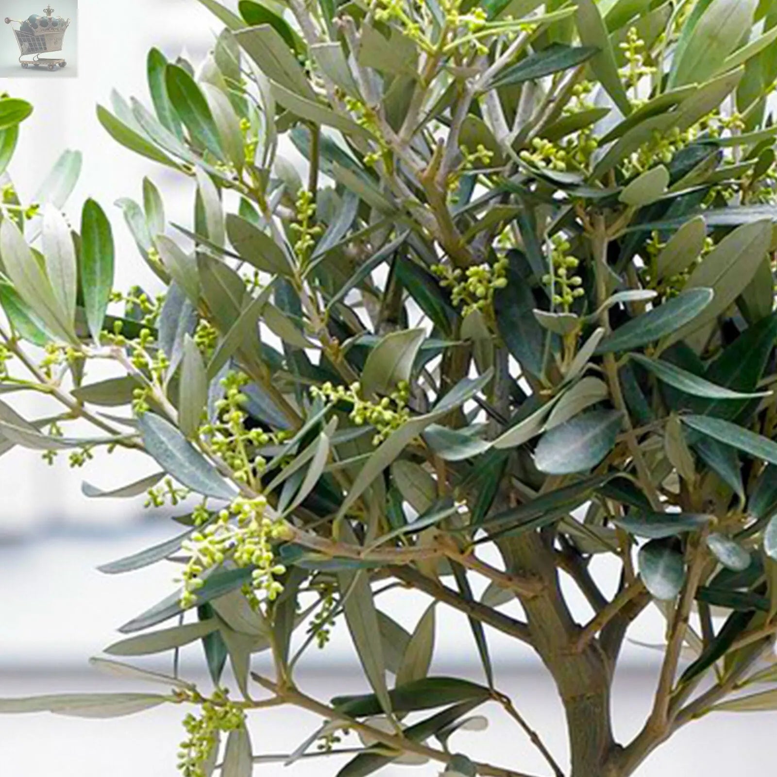 Olive 'Olea Europa' Tree | Hardy Ornamental Potted Trees for Small Gardens 2-3ft Royalcart