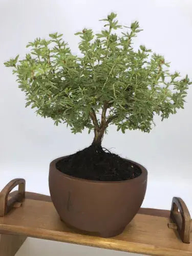 POTENTILLA 'BELLA APPLE' Bonsai Tree Royalcart