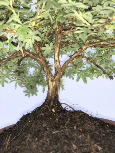 POTENTILLA 'BELLA APPLE' Bonsai Tree Royalcart