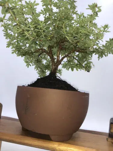 POTENTILLA 'BELLA APPLE' Bonsai Tree Royalcart