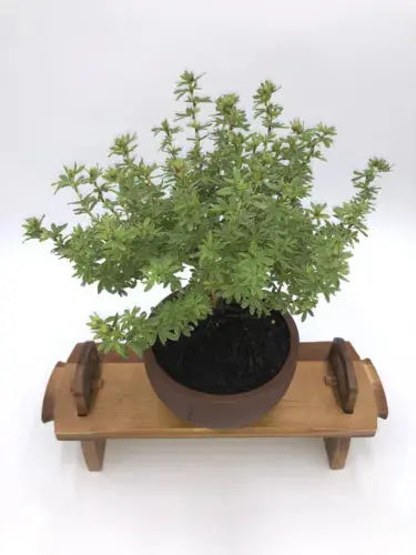 POTENTILLA 'BELLA APPLE' Bonsai Tree Royalcart